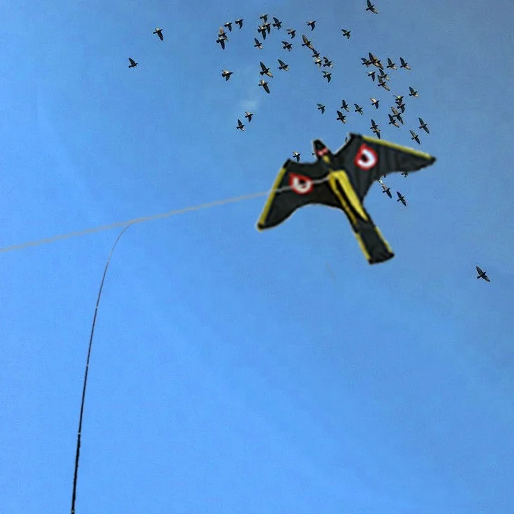

Chinese hawk kite bird scarer for sale, N/a