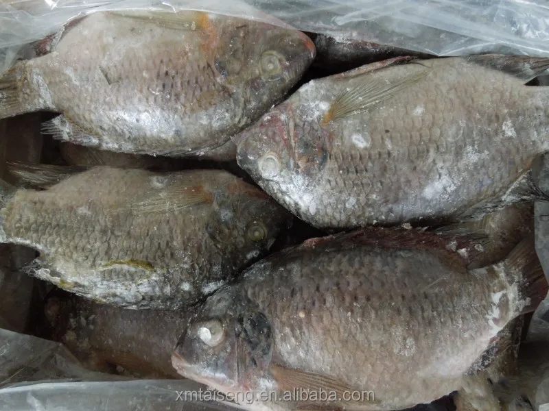 tilapia (3).jpg
