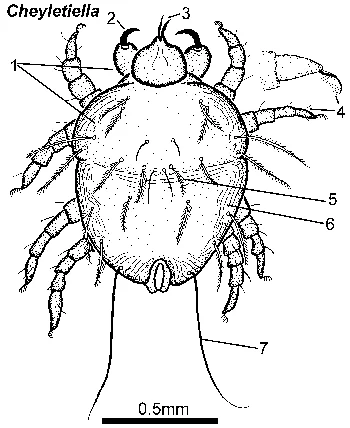 Ivermectin For Dogs Raw Material Injection Tablet - Buy ...