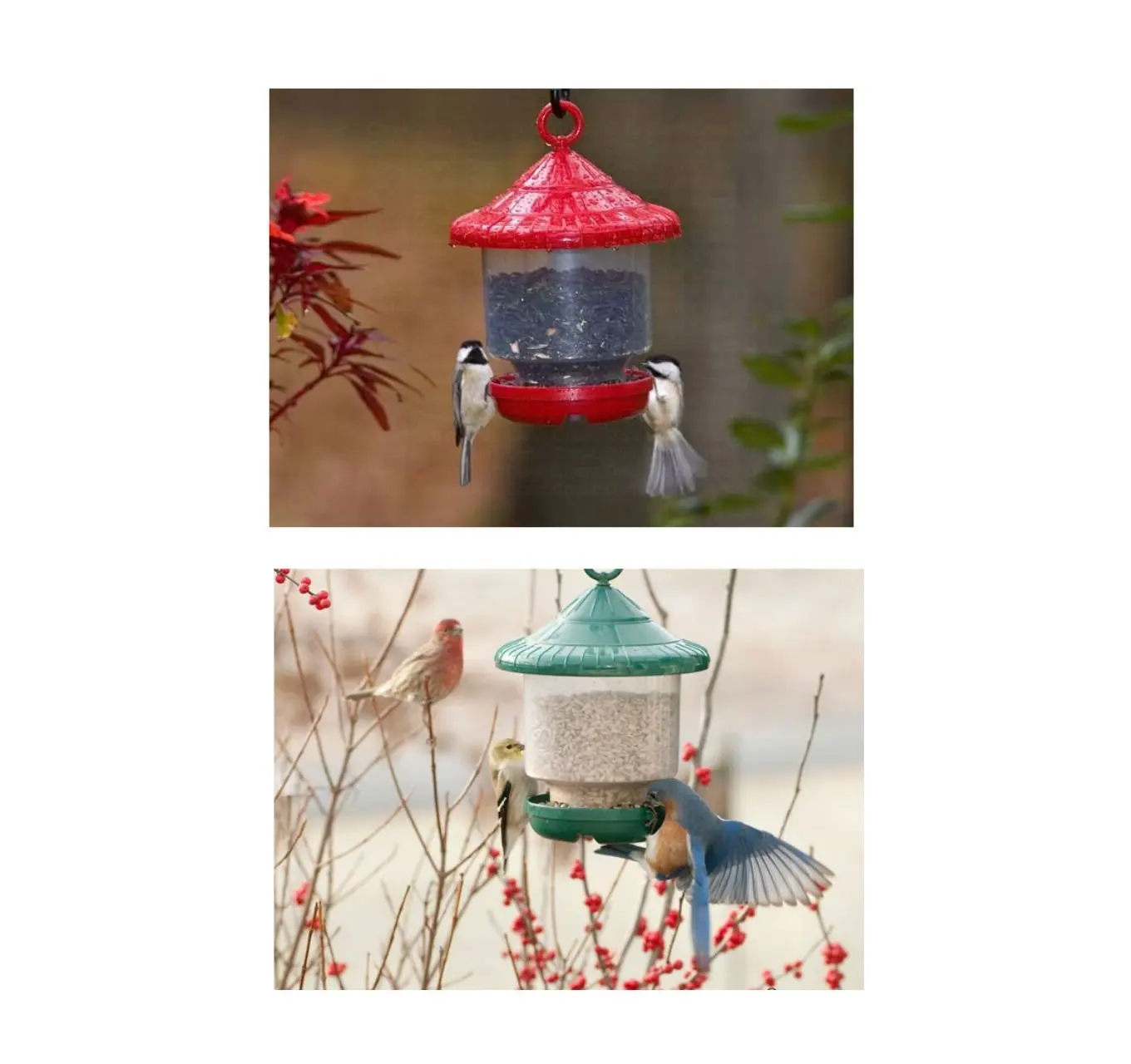 Songbird Essentials Clingers Only Bird Feeder In Red Se7013 Seed