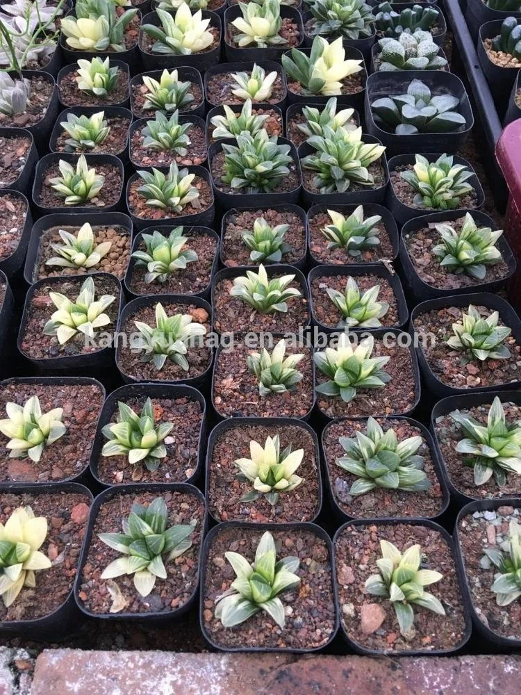 
Variegated Haworthia heidelbergensis 