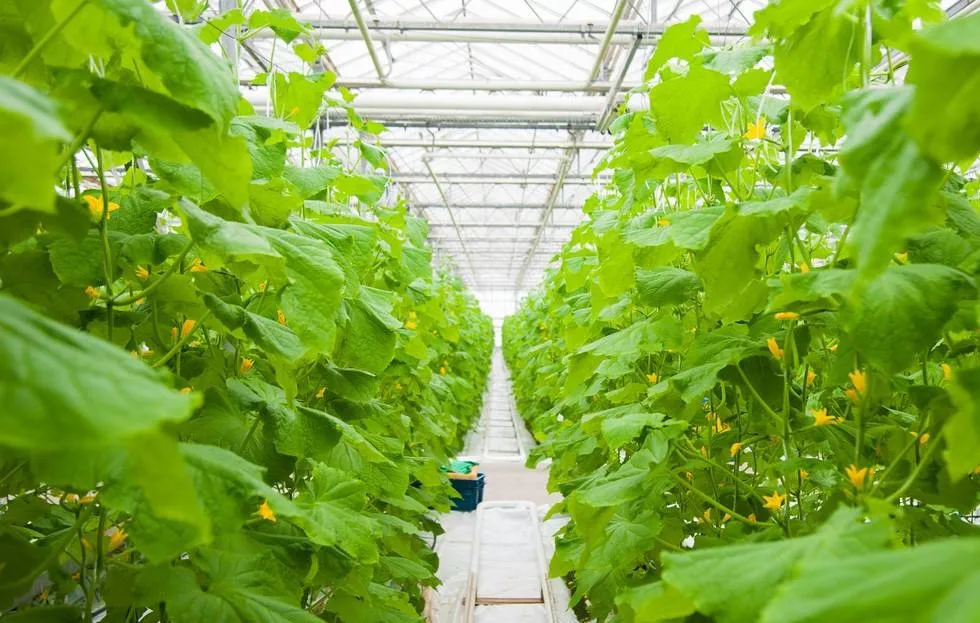 intelligent greenhouse