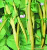 green climbing net/Agricultural plant support network