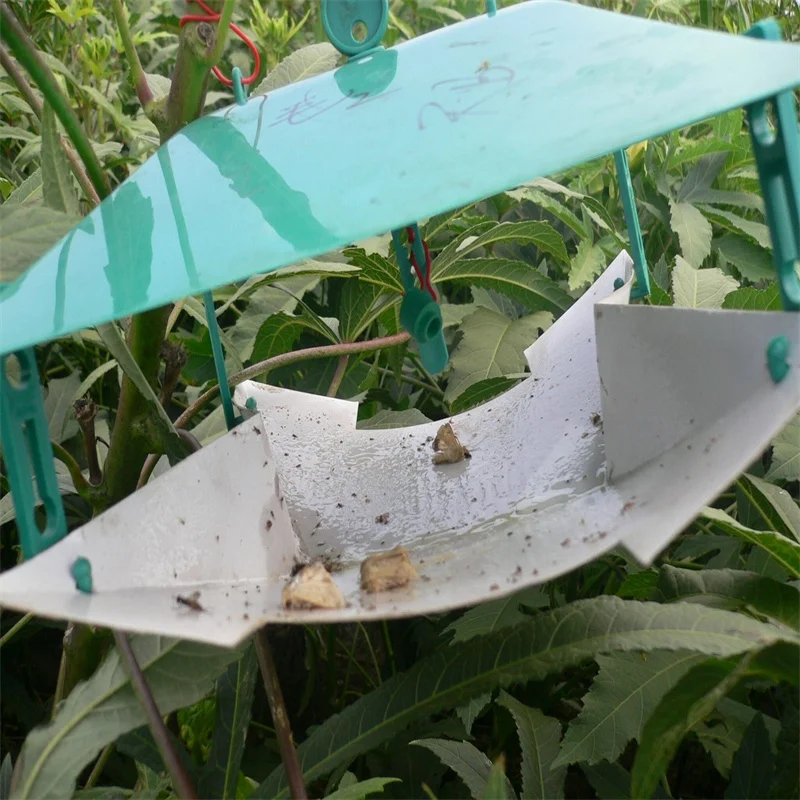 Sex Pheromone Lure For Helicoverpa Armigera Helicoverpa Zea Cotton