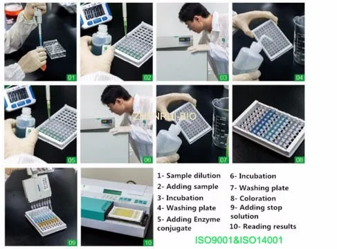 Procedure of the Test.jpg