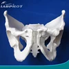 Long and Narrow Male Pelvis Model, Pelvic Bone Model