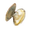 Frozen short neck clam with shell