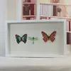 Hot Sale Plant and Real Butterfly Collection Shadow Box Wooden White Picture Photo Frame Box