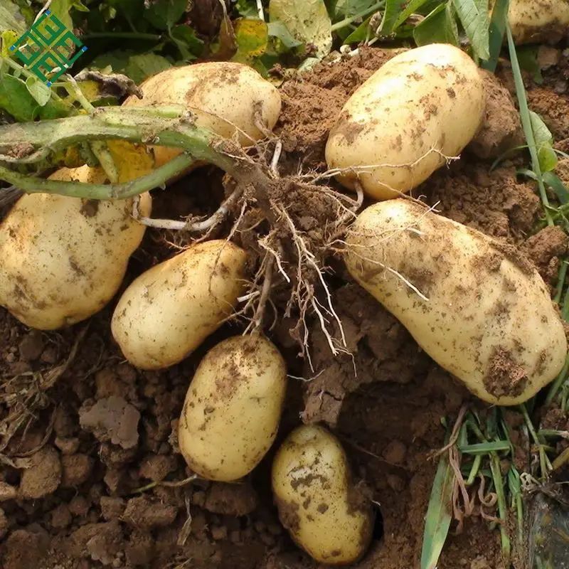 
Bangla Frees Potato/New Corps Bangladesh fresh potato 