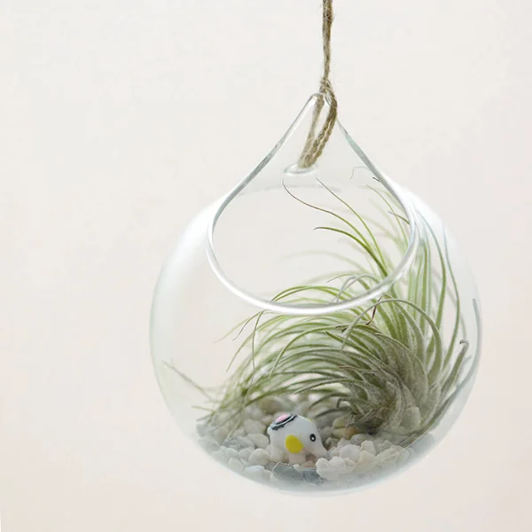 

Handblown teardrop glass terrarium for home decor, Clear