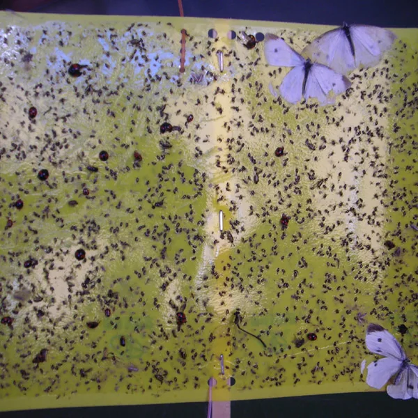 Phyllotreta striolata lure.jpg