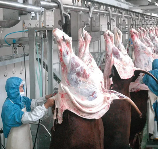 Islamic buffalo meat cutting machine for cattle slaughtering slaughterhouse