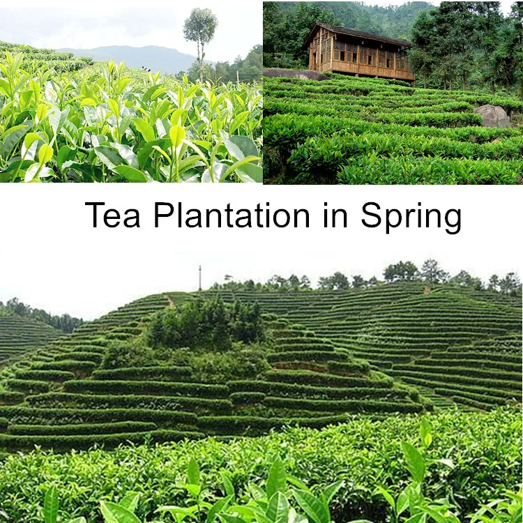 tea plantation.jpg