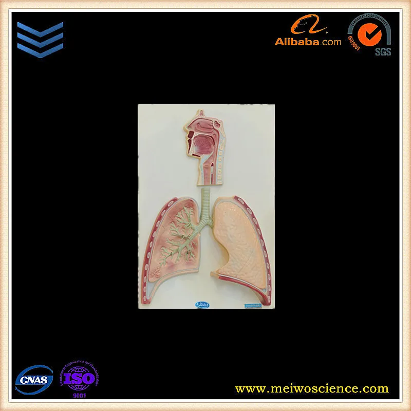 sale of human organ What can be done to stop incidents of human trafficking for the purpose of illegal organ trade. sale of human organ What can be done to stop incidents of human trafficking for the purpose of illegal organ trade.