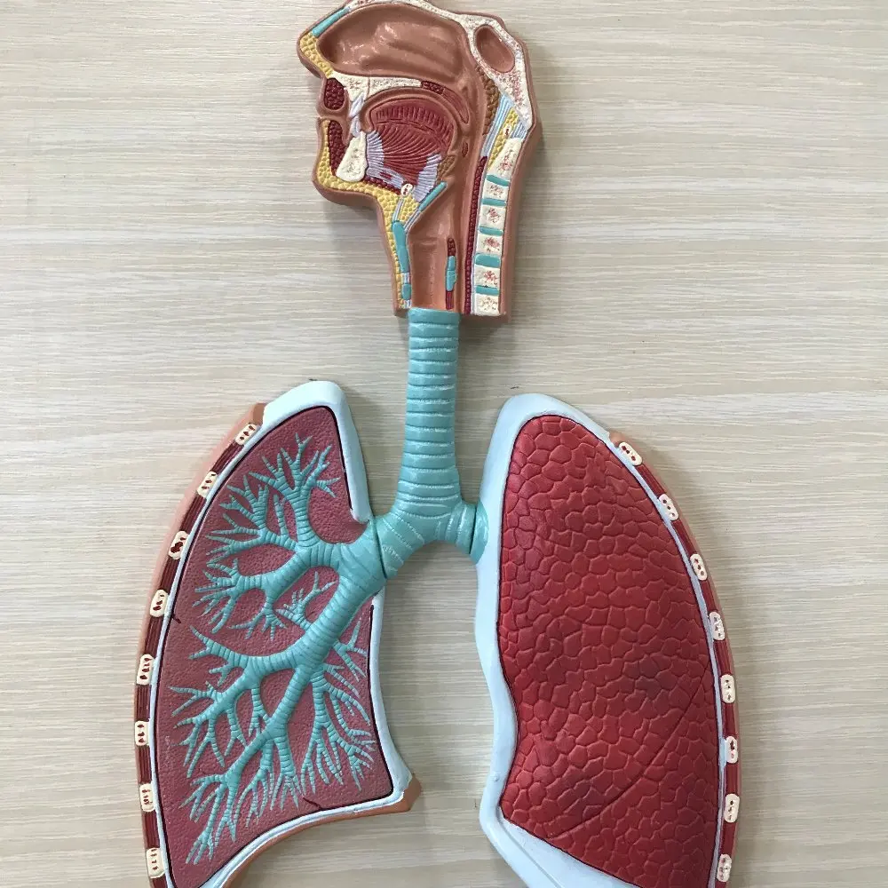 Human Respiratory System And Alveolus Structure Modelhuman Body