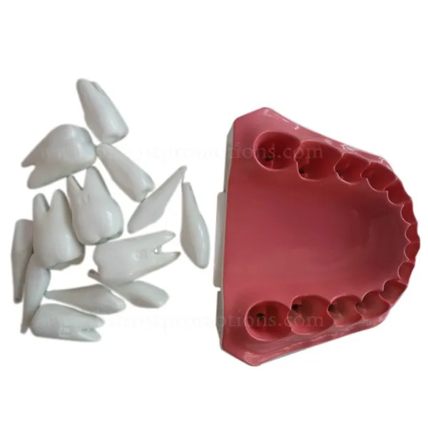 BP72054-4w-dental-jaws-human-teeth-model