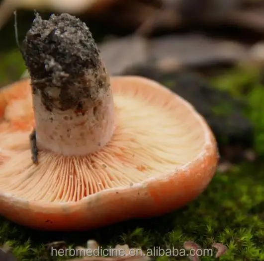 
WILD edible Lactarius deliciosus mushrooms Agaricus deliciosus for food 