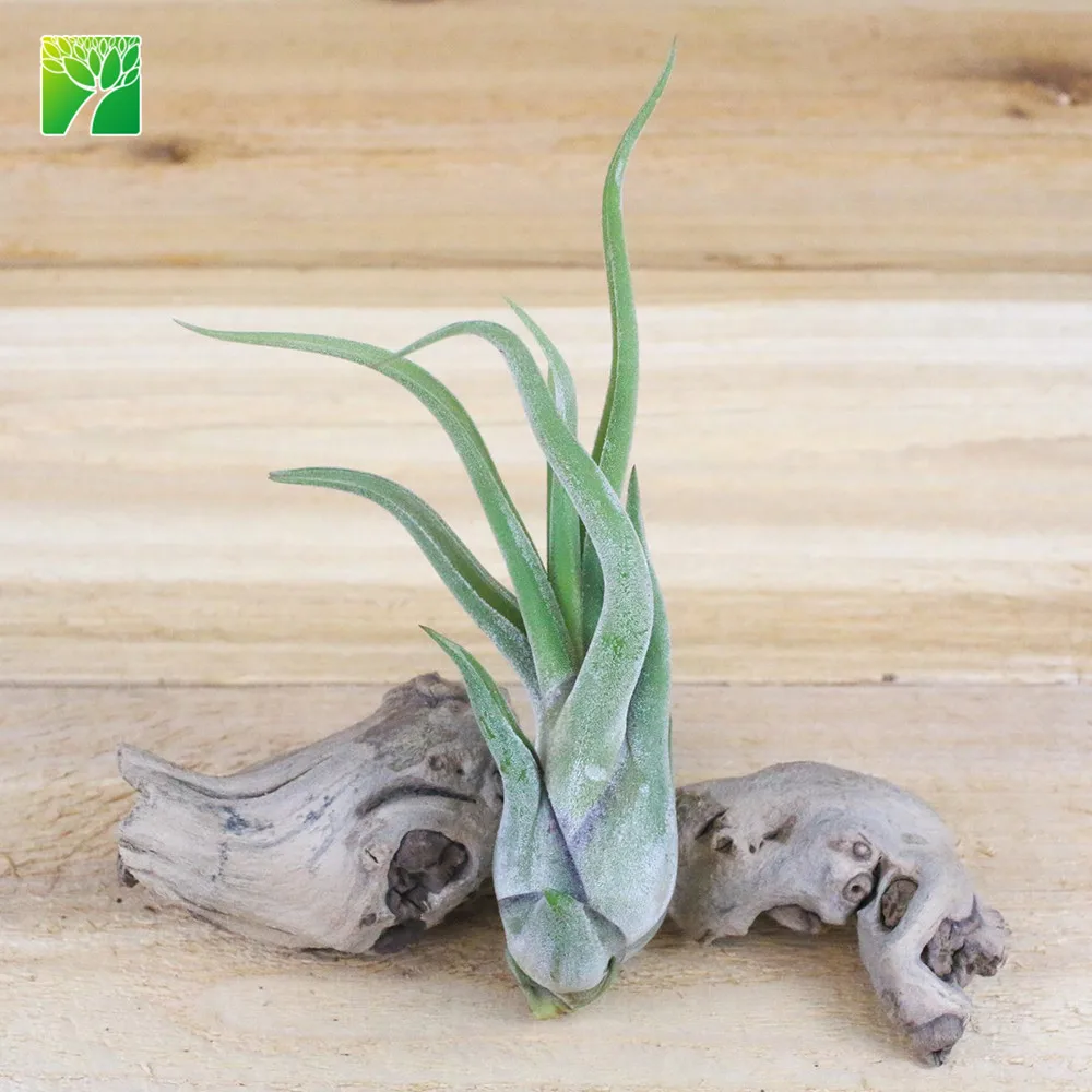 
Hot sale 4 6.5 inch growth height natural air plant octopus plant T.Caput medusae 