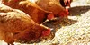 Guar Meal - Cattle & Bird Feed - Product Code - 335F CHURI