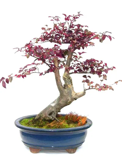 
15cm 20cm 30cm Living Bonsai Podocarpus Acer Ginkgo Ilex metasequola pseudolarix amabilis rhododendron simsii 