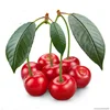 Pure Plant Extract Natural Acerola Cherry Extract