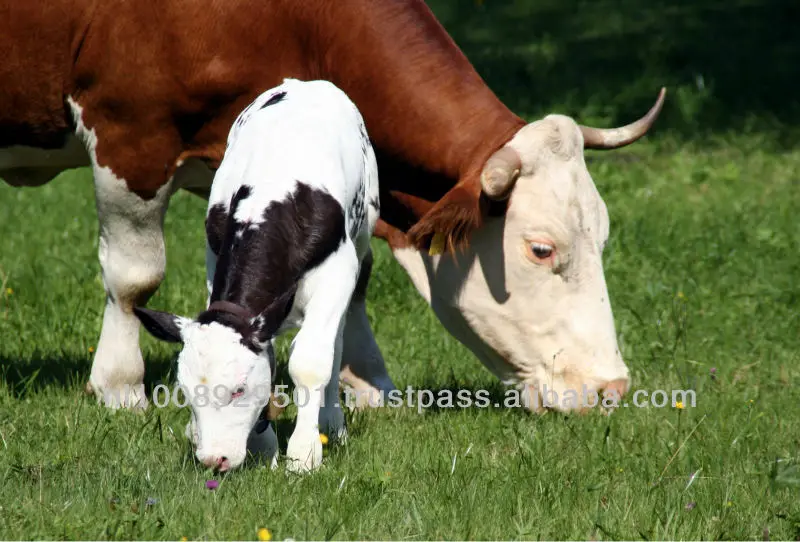 
Bovine Colostrum Powder 60% IgG 