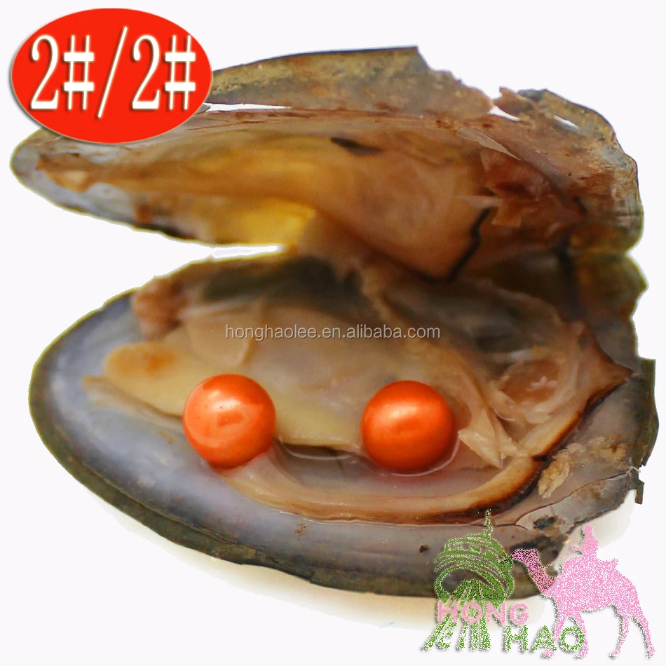 

Round Freshwater Oyster Hope Pearl Twins and Triangle Shells 28 colors AAAA Round 6-7mm Pearl Jewelry DIY, N/a