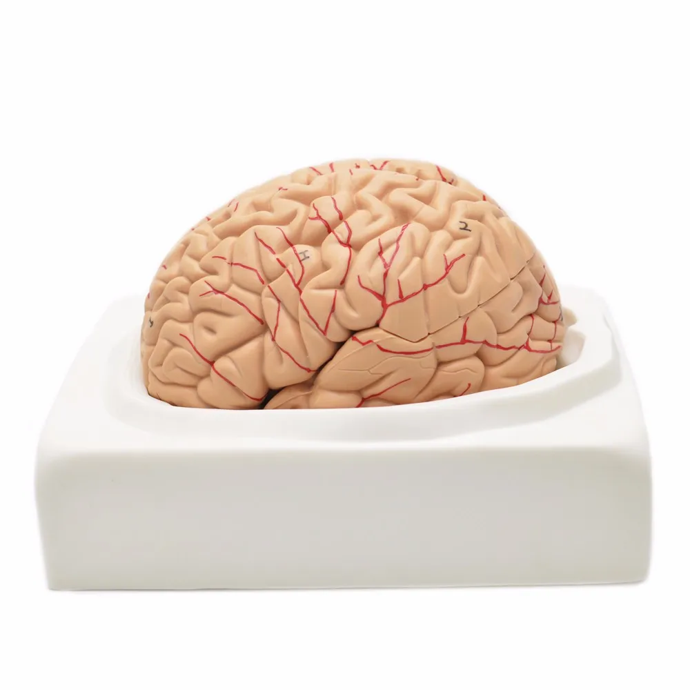 Anatomical Human Plastic Brain Teaching Model - Buy Anatomical Human ...