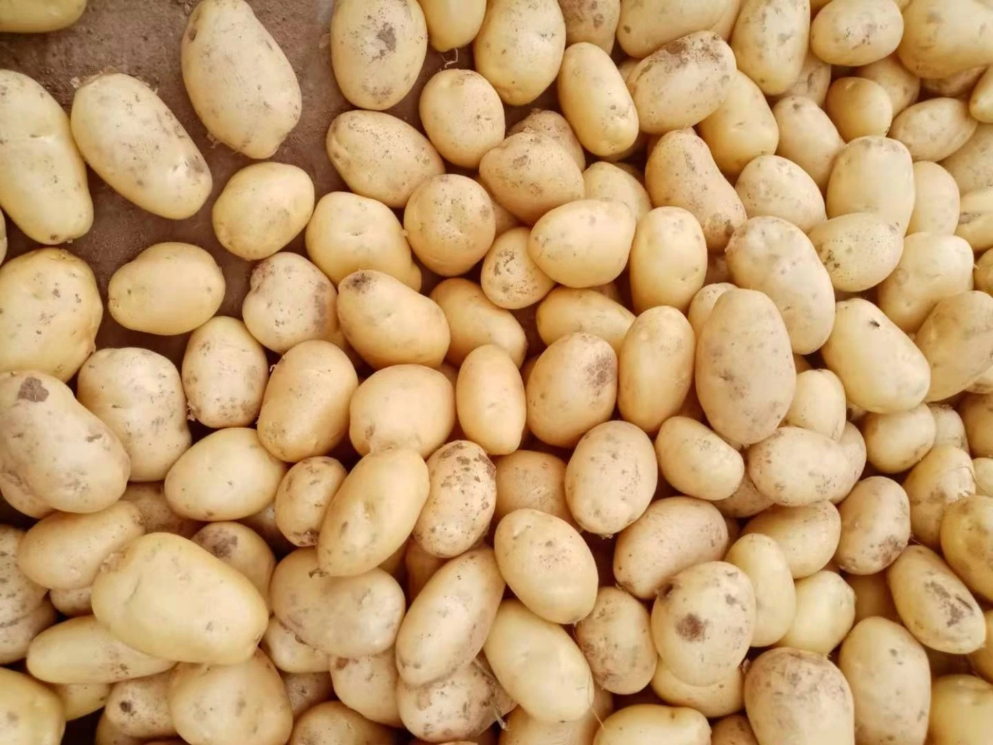 High Quality Potatoes Are Hot Sellers In Autumn 2019,150250g Mesh Bag