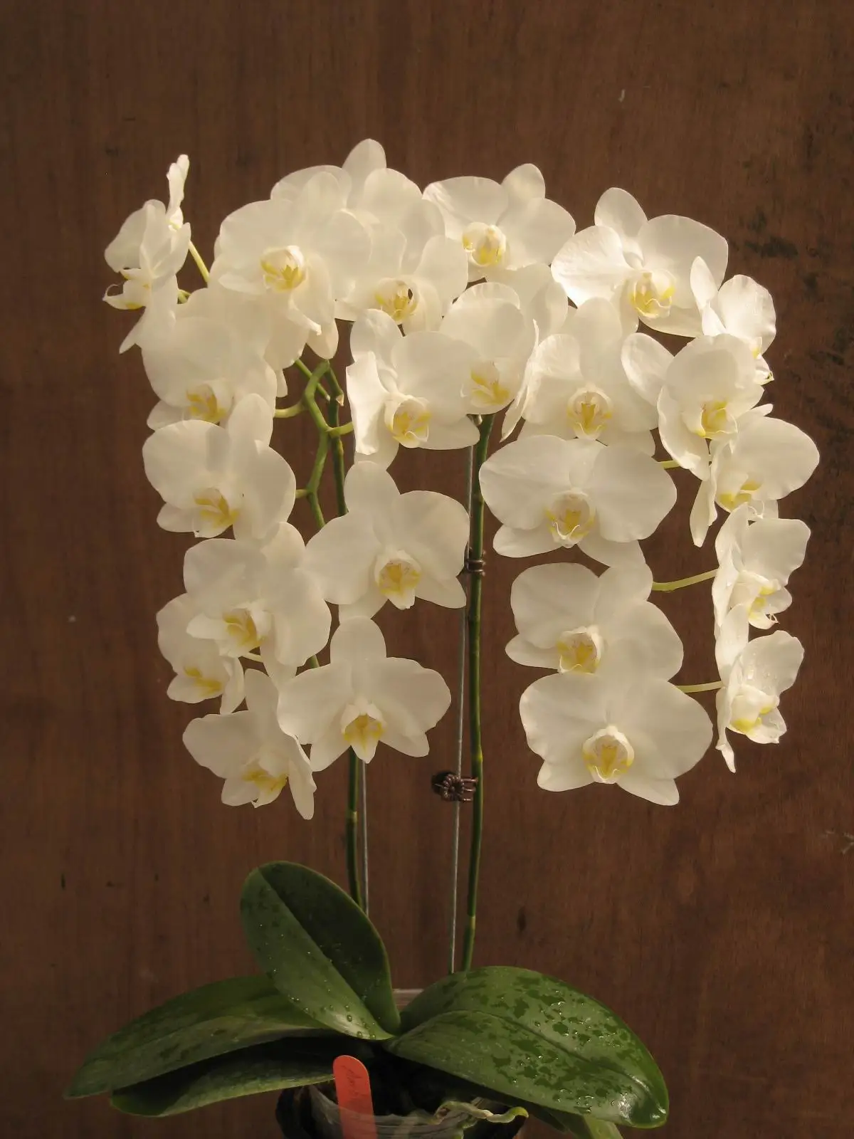 product description beautiful orchid flower phalaenopsis name