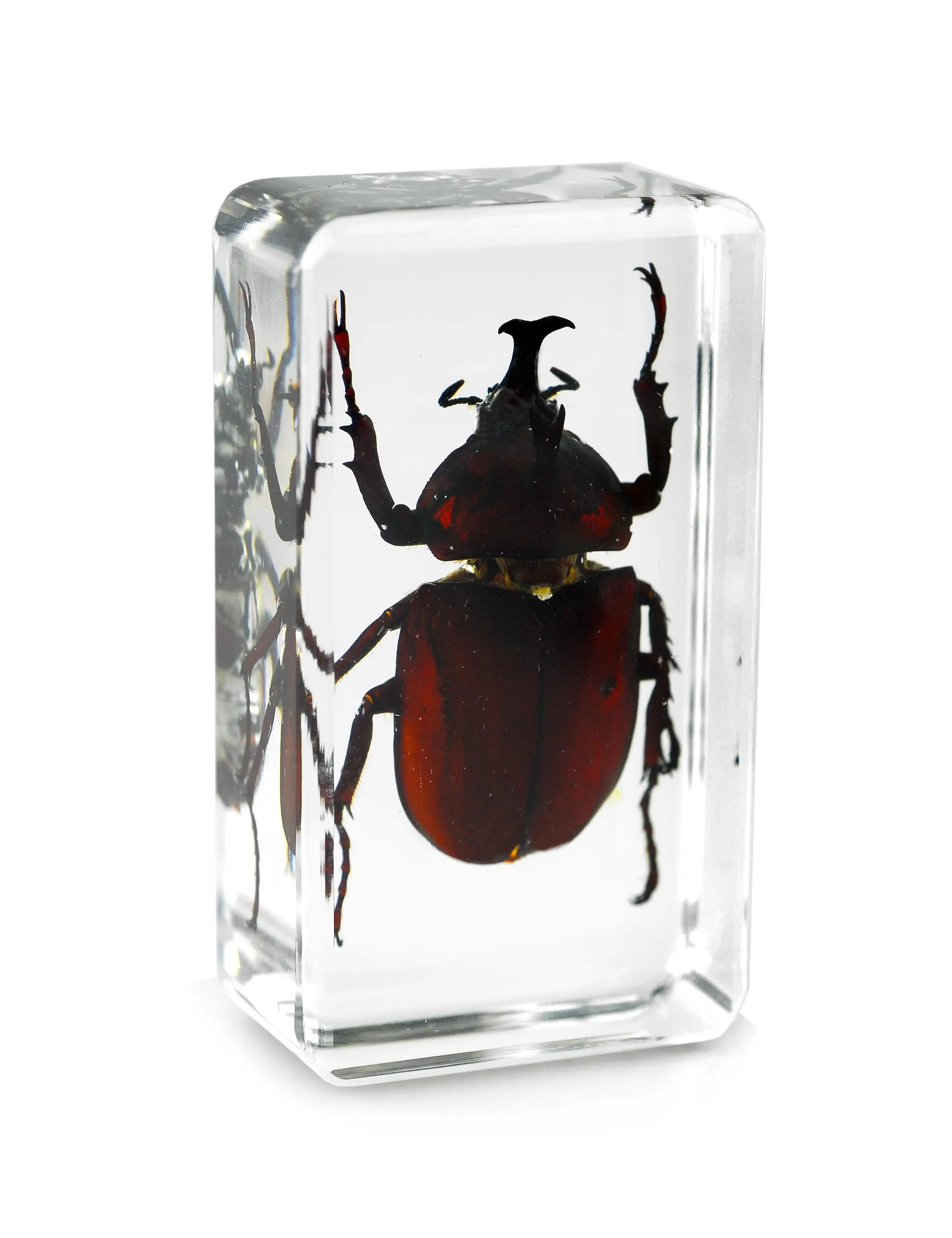 真正的昆虫镇纸树脂独角兽玩具甲虫标本