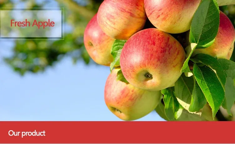2020 new harvest chinese fresh Qinguan apple