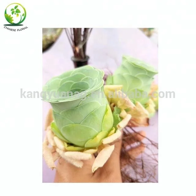 
Good shape Greenovia aurea Tenerife 5cm 