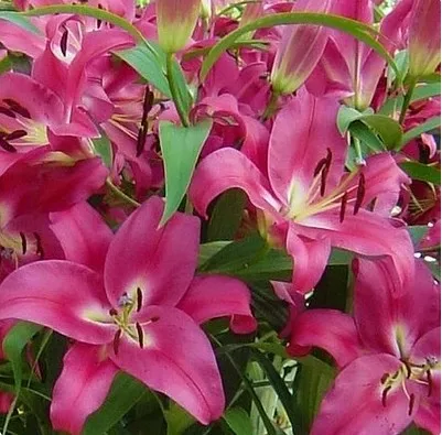 potted lily seed Desktop balcony plants flower seeds 10 pcs