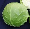 Green Cabbage Purple Cabbage With Good Quality for sale 2019 fresh flat cabbage
