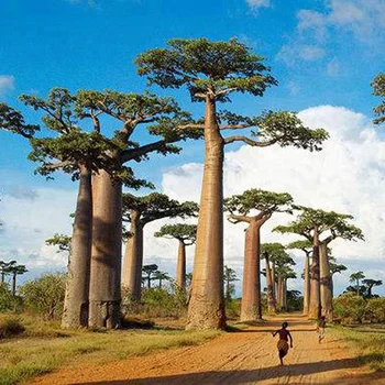 Adansonia Digitata の種子 バオバブの種 Afforestation 木 Buy Adansonia Digitata の種子 バオバブ種子 Afforestation 木の種子 Product On Alibaba Com