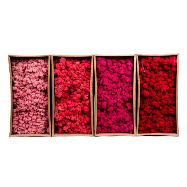 

wholesale preserved reindeer moss for wedding decoration, Multi-colored