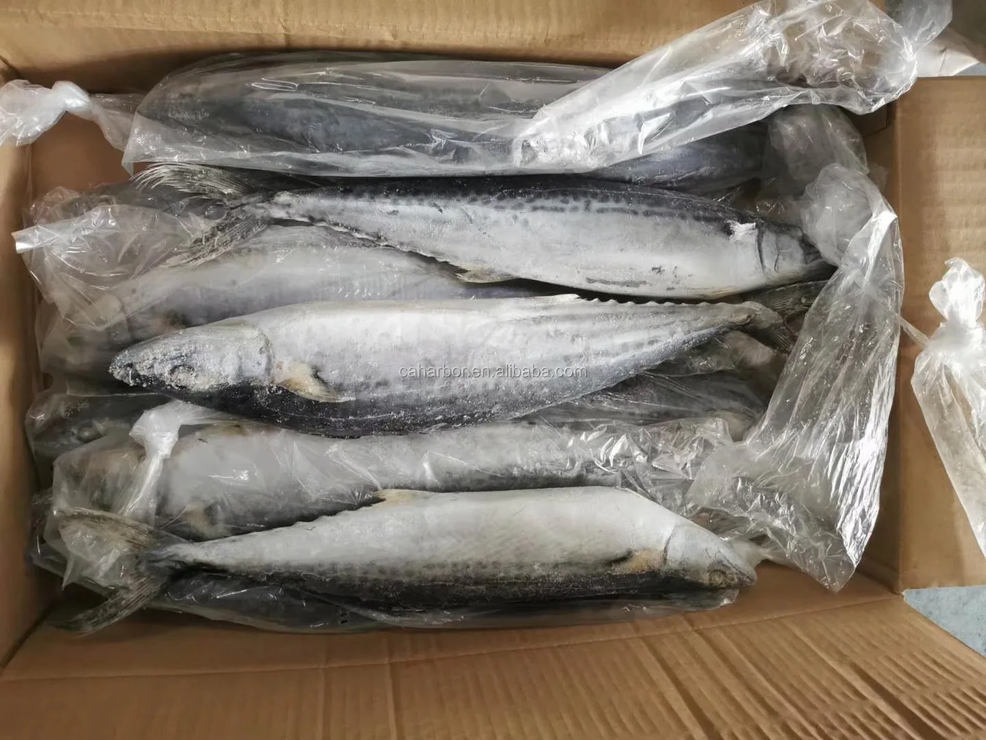 SPANISH MACKEREL (4).jpg