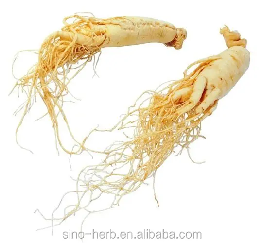 
Chinese Herb Material Wild Ginseng Root Top Quality White Ginseng Root 