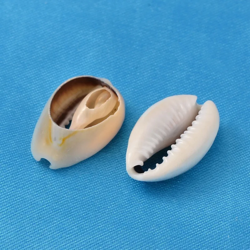 

PandaHall Buying Beach Bulk Sea Spiral Shell Beads