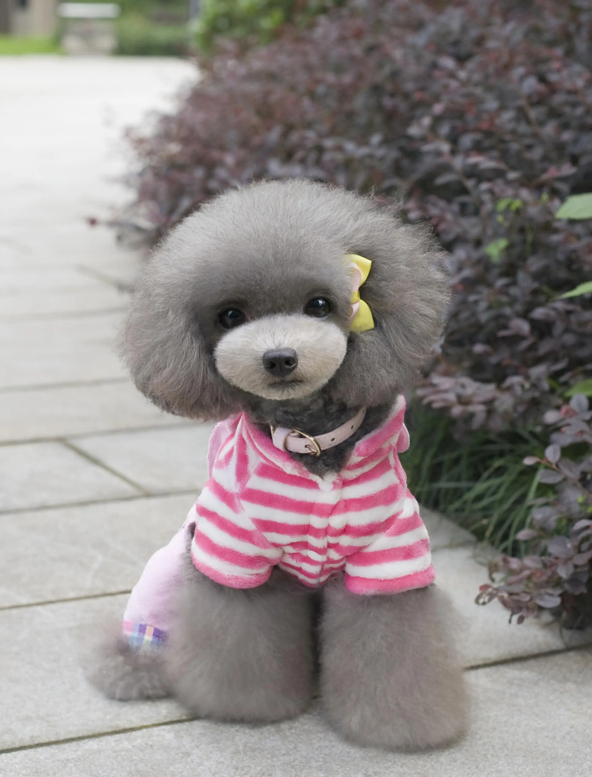 Hot Sale Lovely Striped Puppy Clothes