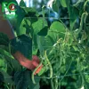 Cucumber,French bean,kidney beans Plant support net