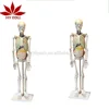 Direct factory medical skeleton model 85cm with internal organ model