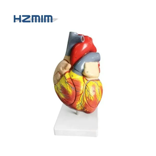 

Heart model Anatomical human heart model