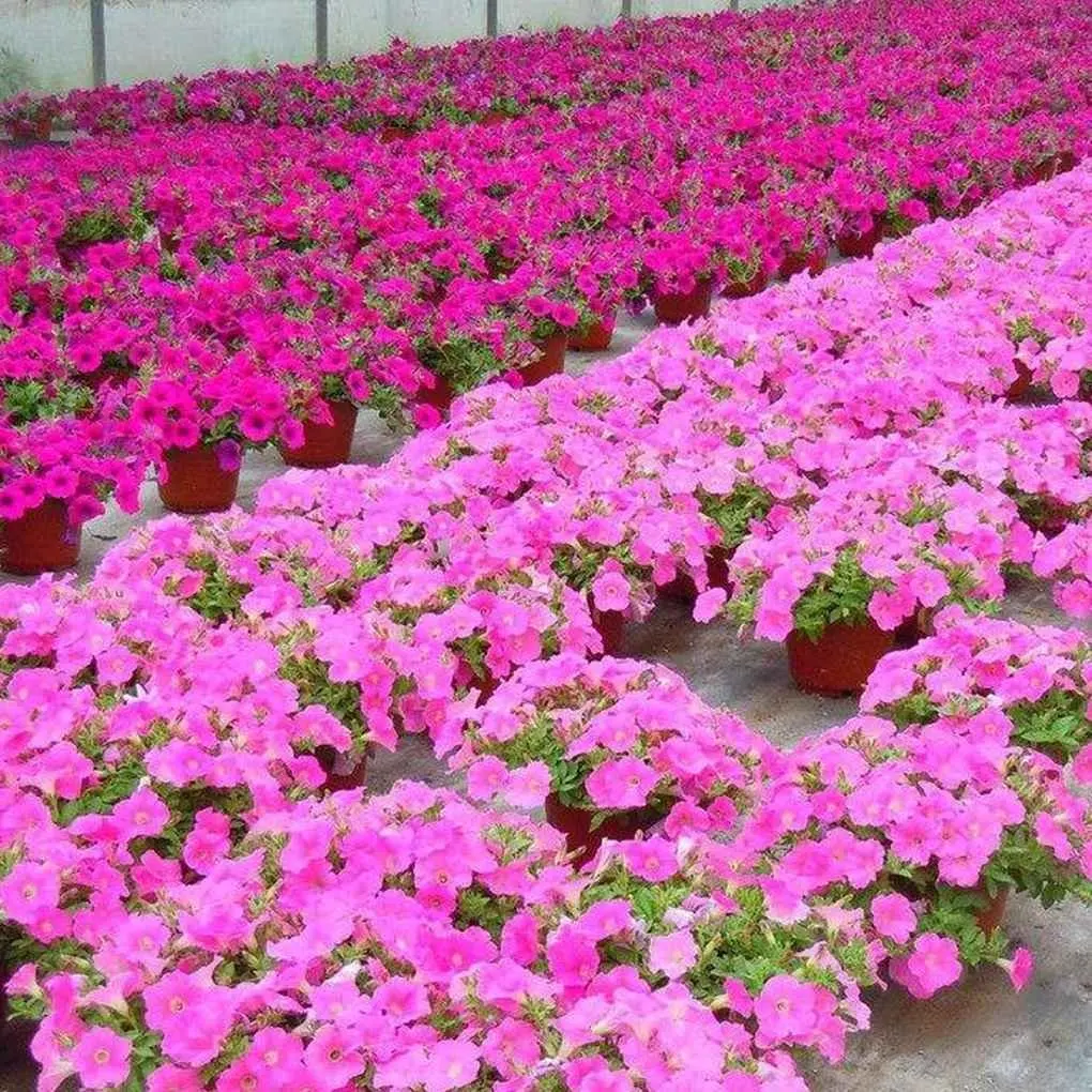 Download Plants Seeds Bulbs 100 Seeds Garden Petunia Seeds Hanging For iPhone Free Get Wallpaper Plants Seeds Bulbs 100 Seeds Garden Petunia Seeds Hanging Free