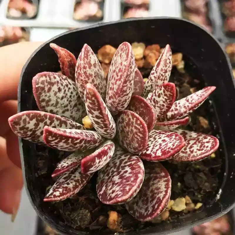 
Wholesale Adromischus Marianiae Succulent Bonsai 