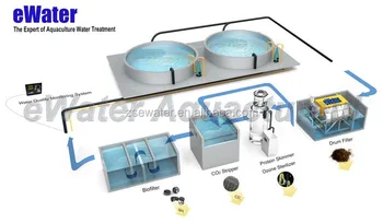 Intensive Recirculating Aquaculture Systems Grouper Farming Ras - Buy ...