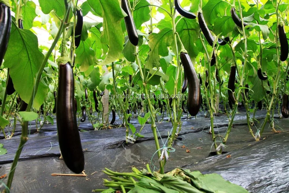 707 F1 Hybrid Long Eggplant Seeds Mid Early Maturity Green Sepal Buy Eggplant Seedshybrid 