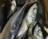 scientific name of mackerel fish (scomber japonicus )