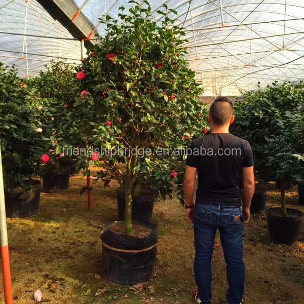 
Ornamental Plants Indoor and outdoor plant Camellia japonica 